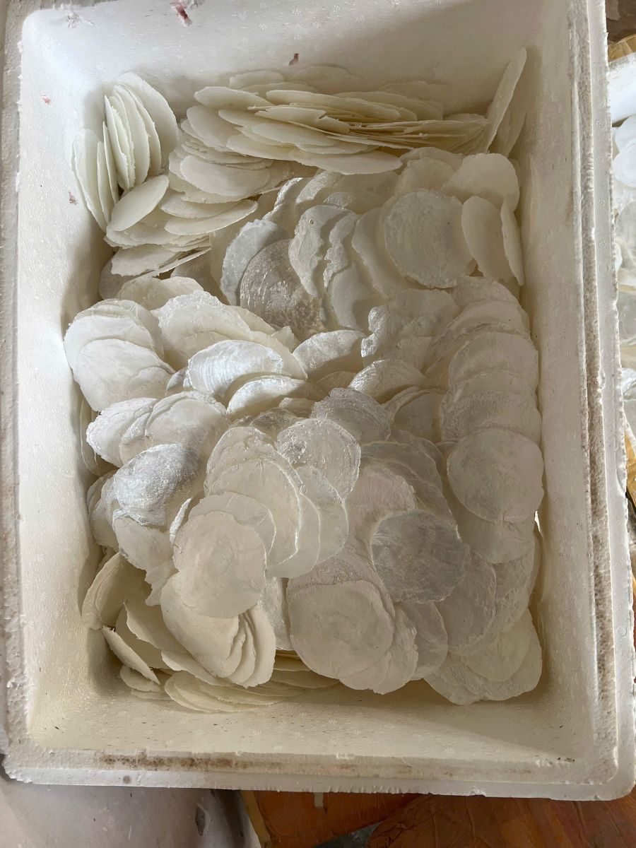 bầu ngư xanh – bầu ngư đỏ